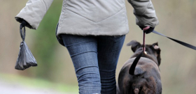 Dog walking - be responsible